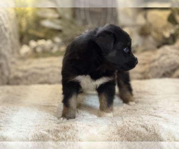Medium Photo #2 Australian Shepherd Puppy For Sale in NEW HAVEN, CT, USA