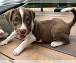 Small #1 Mutt