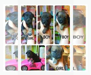 Chipin Puppy for sale in MIDLOTHIAN, VA, USA