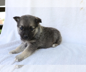 Norwegian Elkhound Puppy for sale in SHILOH, OH, USA