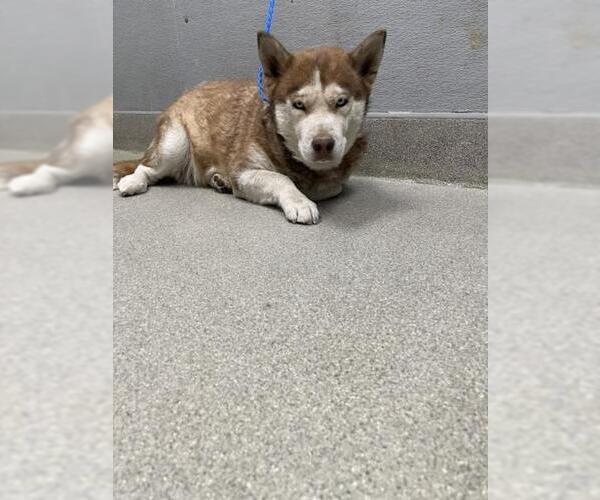 Medium Photo #1 Siberian Husky-Unknown Mix Puppy For Sale in Las Vegas, NV, USA