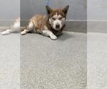 Small Siberian Husky Mix