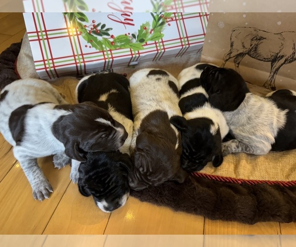 Medium Photo #1 German Shorthaired Pointer Puppy For Sale in BOONVILLE, IN, USA