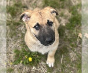 German Shepherd Dog-Mastiff Mix Dogs for adoption in St. Louis Park, MN, USA
