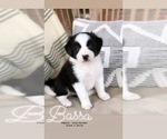 Small Photo #6 Border Collie Puppy For Sale in WILM, NC, USA