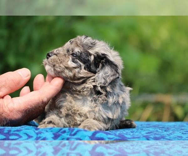 Medium Photo #4 Poodle (Toy) Puppy For Sale in DYERSBURG, TN, USA