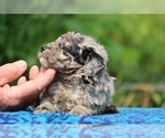Small #3 Poodle (Toy)