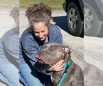 Small #5 American Pit Bull Terrier-American Staffordshire Terrier Mix