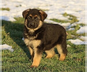 German Shepherd Dog Puppy for sale in FREDERICKSBG, OH, USA