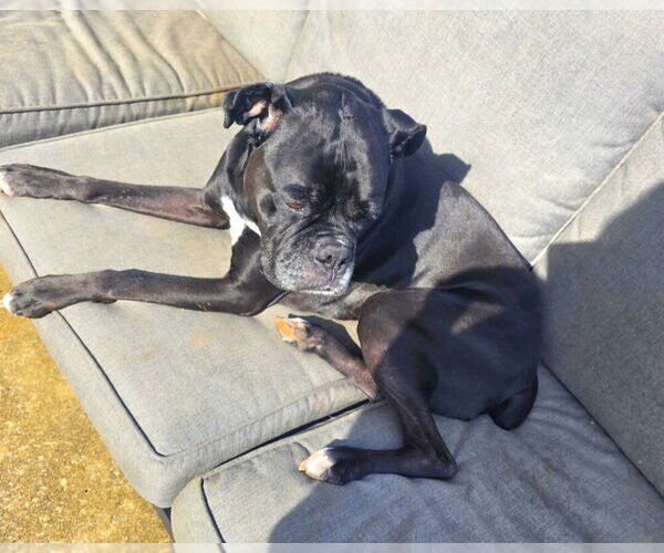 Medium Photo #3 Boxer Puppy For Sale in Austin, TX, USA