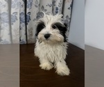 Small #17 Havanese