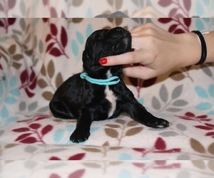 Goldendoodle Puppy for sale in UNION CITY, TN, USA