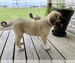 Small Photo #17 Anatolian Shepherd Puppy For Sale in ROBSTOWN, TX, USA