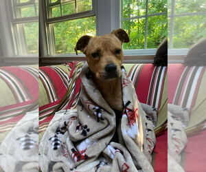 Bonnie (TX) - Female American Pit Bull Terrier-Unknown Mix Dog for Adoption - Photo #8