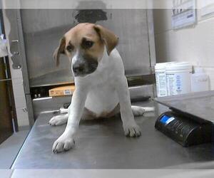 Australian Shepherd-Unknown Mix Dogs for adoption in Fayetteville, NC, USA
