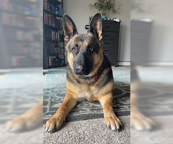 Medium Photo #2 German Shepherd Dog-Unknown Mix Puppy For Sale in Polson, MT, USA