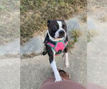 Small #7 Boston Terrier