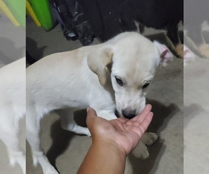 Labrador Retriever-Newfoundland Mix Puppy for sale in CO SPGS, CO, USA