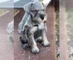 Small Photo #2 Schnauzer (Miniature) Puppy For Sale in AUBREY, TX, USA