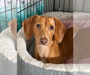 Dachshund Dogs for adoption in Fruitland, SC, USA