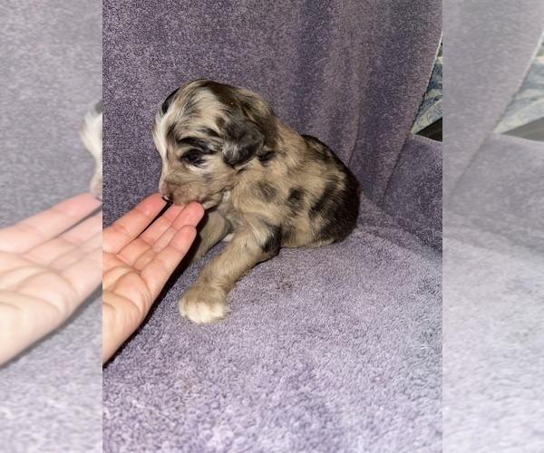 Medium Photo #8 Aussiedoodle Puppy For Sale in MUNFORDVILLE, KY, USA