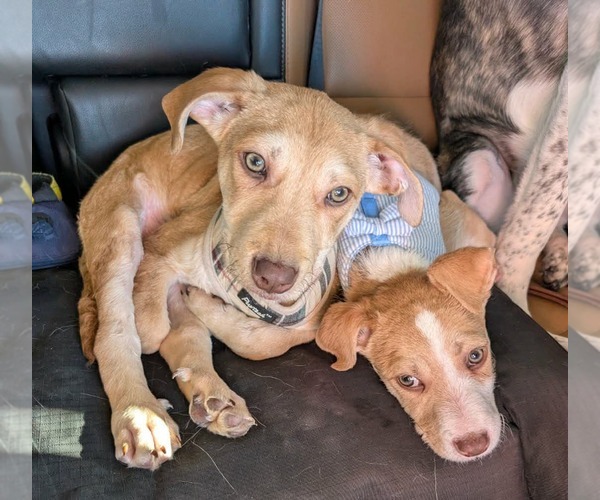 Medium Photo #9 Mutt Puppy For Sale in Germantown, OH, USA