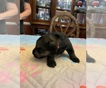 Small Photo #8 Schnauzer (Giant) Puppy For Sale in SAINT CLOUD, FL, USA