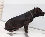 Puppy Bagira American Bully