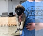 Small Photo #6 Mastiff Puppy For Sale in WARDEN, WA, USA
