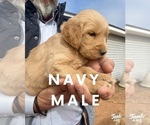 Small Photo #20 Golden Retriever Puppy For Sale in SEMINOLE, TX, USA