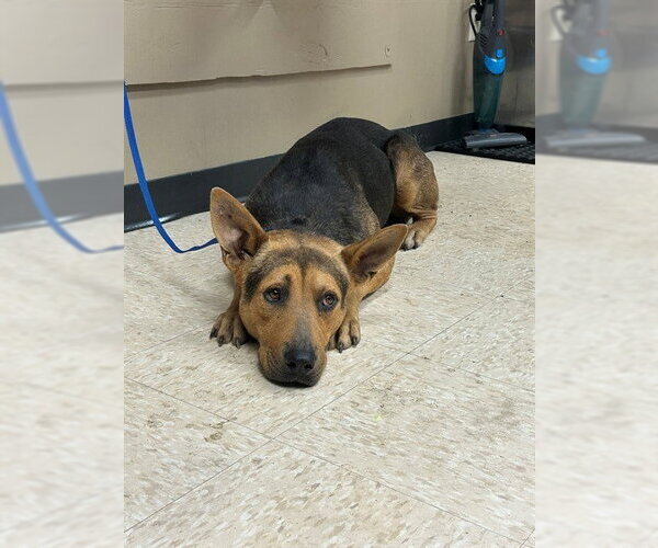 Medium Photo #1 German Shepherd Dog Puppy For Sale in Conroe, TX, USA