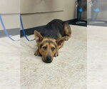 Small German Shepherd Dog