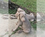 Small Photo #8 Weimaraner Puppy For Sale in WHITE HALL, AR, USA