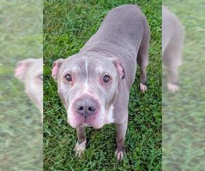 Staffordshire Bull Terrier Dogs for adoption in Akron, OH, USA