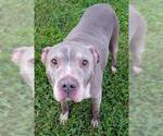 Small Staffordshire Bull Terrier