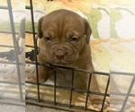 Small Photo #10 Dogue de Bordeaux Puppy For Sale in DALLAS, TX, USA