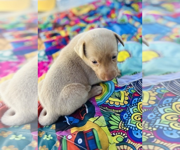 Medium Photo #6 Labrador Retriever Puppy For Sale in LEASBURG, MO, USA