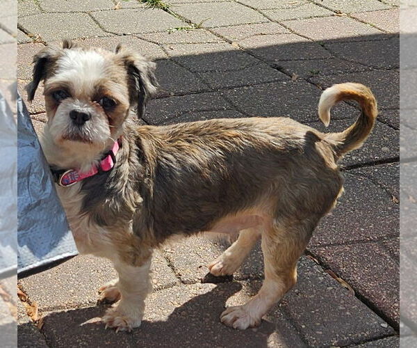 Medium Photo #3 Shih Tzu Puppy For Sale in Sioux Falls, SD, USA