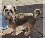 Small #2 Shih Tzu