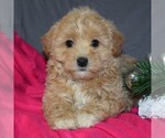 Small Photo #1 Pookimo Puppy For Sale in GORDONVILLE, PA, USA