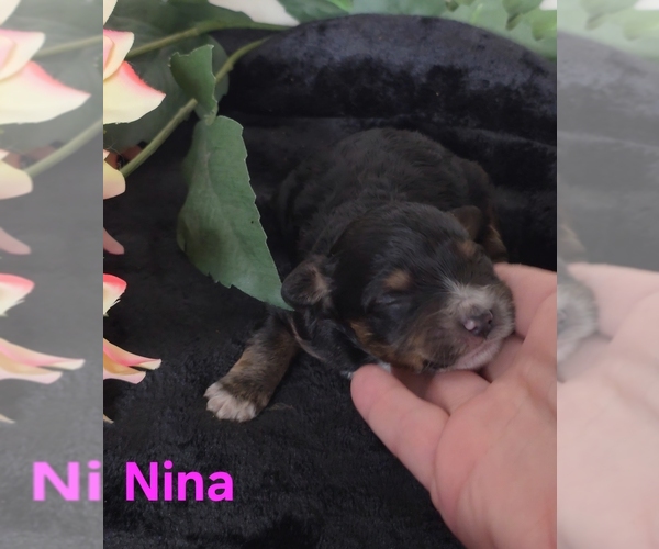 Medium Photo #7 Australian Shepherd-Poodle (Toy) Mix Puppy For Sale in AZLE, TX, USA