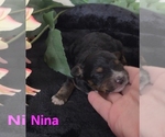 Small #6 Australian Shepherd-Poodle (Toy) Mix