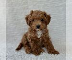 Small #2 Maltipoo