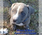 Small #8 American Pit Bull Terrier