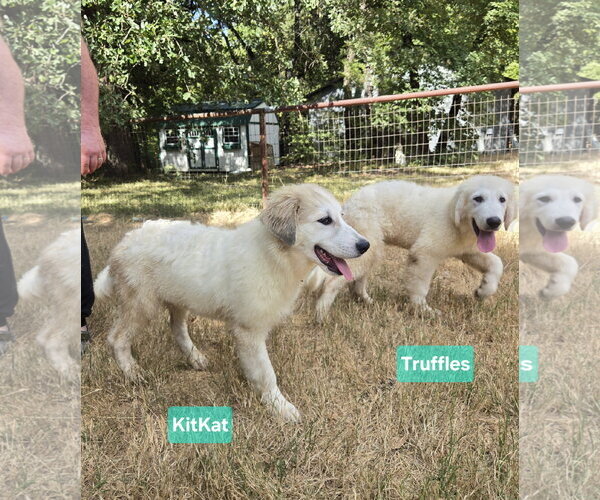 Medium Photo #3 Great Pyrenees Puppy For Sale in Spring, TX, USA