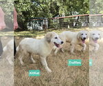 Small Photo #3 Great Pyrenees Puppy For Sale in Spring, TX, USA