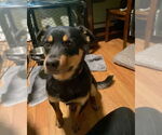 Small #5 Border Collie Mix