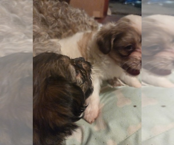 Medium Photo #27 Maltipom-Pomeranian Mix Puppy For Sale in HUDSON, MA, USA
