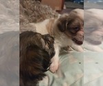Small #26 Maltipom-Pomeranian Mix