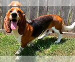 Small #3 Basset Hound
